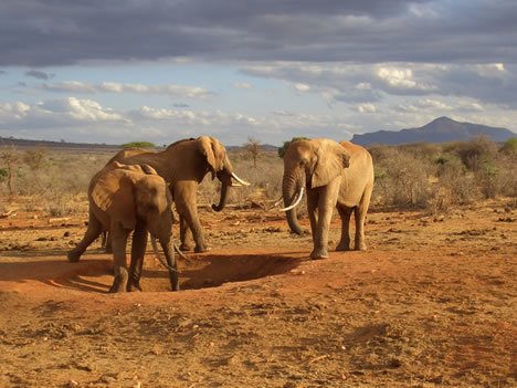 Safari in Tanzania