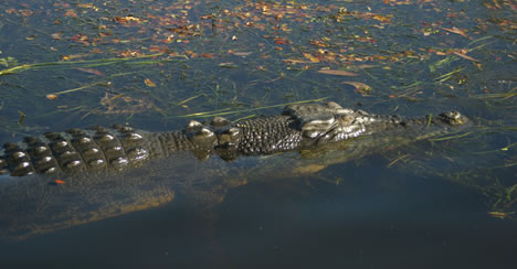 Kakadu National Park croc