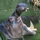 Hippo in St Lucia, South Africa